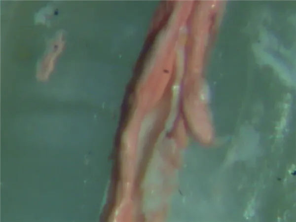 Endosolv 13 ml